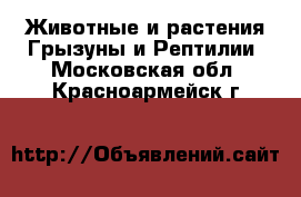 Животные и растения Грызуны и Рептилии. Московская обл.,Красноармейск г.